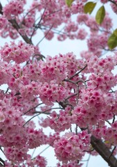 Fototapeta premium SAKURA