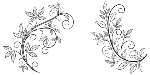 Obraz premium Black ivy leaf swirl floral branch outline ornament vector eps 10