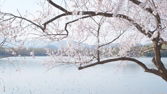 Spring Landscape of Kunming Lake with Peach Blossoms at West Causeway, Summer Palace, Beijing