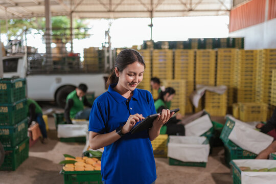 Asian woman smart farmer using tablet to inspect mango quality for export standards and food security in organic orchard.
