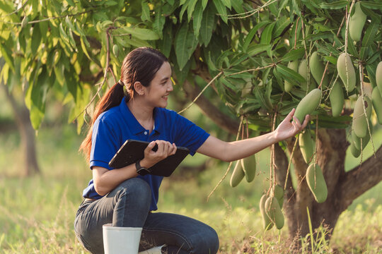 Asian woman farmer checking mango using tablet agriculture technology for data collection in mango orchard Thailand for smart farming precision agriculture and sustainable food. quality assurance.