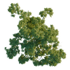 Fototapeta premium Bird’s eye view of Australian native Corymbia aparrerinja for landscape design visualization.