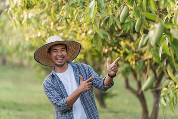 Smiling Asian male farmer pointing at mango fruit in mango orchard Thailand celebrating harvest season success, promoting local produce, sustainable agriculture strategy and food security farming.