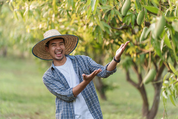 Smiling Asian male farmer presenting at mango fruit in mango orchard Thailand celebrating harvest success for sustainable agriculture local produce and food security strategy. promoting local produce,