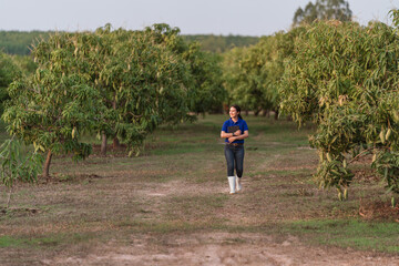 Asian woman farmer walking in mango orchard Thailand reviewing crop inspection, agriculture technology to monitor crop condition, improve farm efficiency, support sustainable, food security farming.
