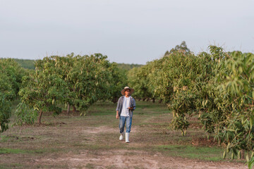 Asian farmer walking in mango orchard Thailand during farm inspection for orchard management and crop monitoring, fruit quality control and food security farming.