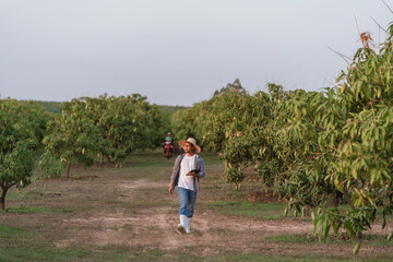 Asian farmer walking in mango orchard Thailand during farm inspection for smart farming orchard management and sustainable food security agriculture strategy. harvest season planning.