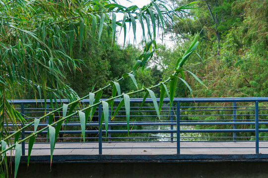 Puente peatonal de Canal Nacional, Parque Lineal Canal Nacional, Ciudad de M&eacute;xico, CDMX, Coyoac&aacute;n, Iztapalapa, Xochimilco, Sur de la CDMX, M&eacute;xico, Parque corredor, &Aacute;rea Natural Protegida.