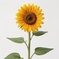 Fototapeta premium Bright Yellow Sunflower Isolated on White Background with Green Stem and Leaves