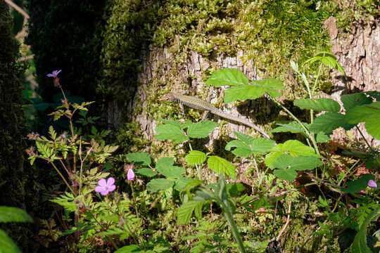 A lizard sunbathed on the bark of a tree. Sochi.