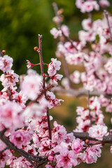 Obraz premium Spring Peach Blossom Branch with Pink Petals
