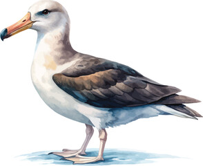 Fototapeta premium Watercolor Albatross Clipart, Flying Ocean Bird Illustration, Isolated on White