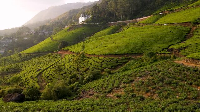 drone shot of Munnar tea estate,aerial view of tea garden kerala