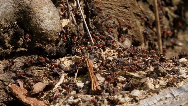 Swarm of red forest ants crawling on a wooden log in nature