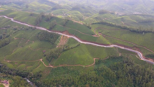 drone shot road passing through tea garden munnar ,kerala