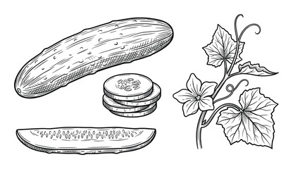 Cucumber vegetable set with whole fruit and slices hand drawn botanical sketch isolated illustration © GoDesigner