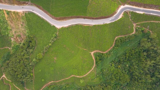 drone shot road passing through tea garden munnar ,kerala