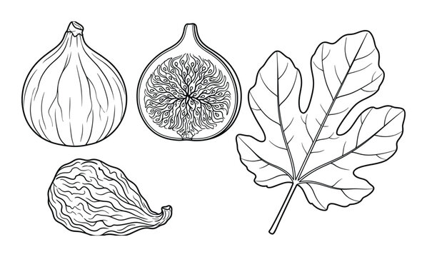 Fresh fig fruit set with whole fig cut half dried fruit and leaf black outline sketch on background