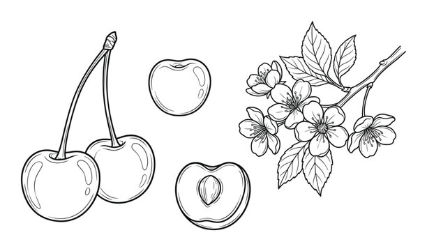 Fresh sweet cherry branch with blossoms and hand drawn fruit set on transparent background isolated