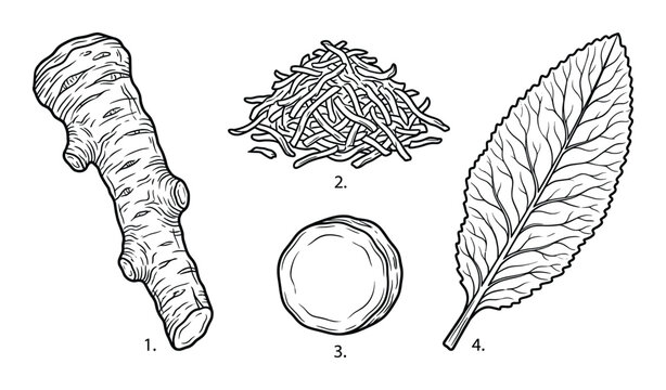 Ginger root sliced and leaf vintage engraving style isolated on transparent background