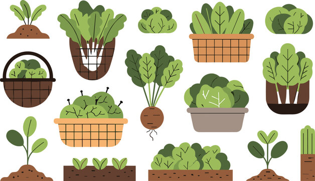 Leafy vegetables growing stages flat vector illustration garden plants in pots beds and soil organic farming cultivation concept set