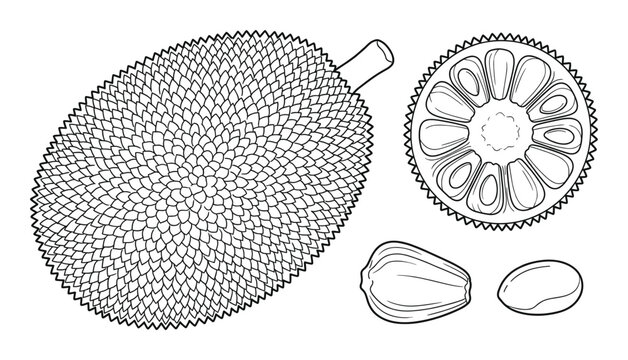 Jackfruit whole fruit cross section seeds isolated on transparent background vector illustration