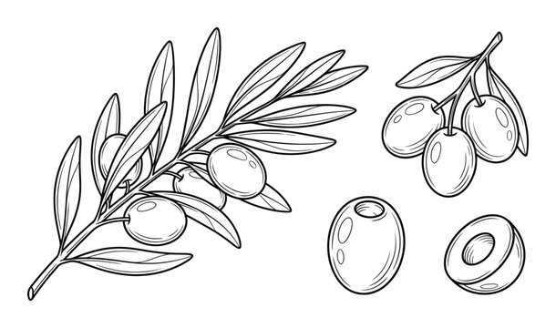 Olive branch and fruit sketches with branch of leaves and pitted olives plus cross section view set