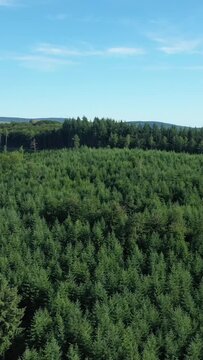 Lush green pine trees cover rolling hills under a clear blue sky in the Morvan countryside. Serene natural landscape ideal for concepts of tranquility and wilderness.