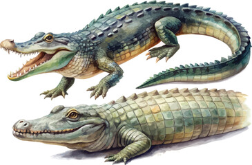 Fototapeta premium Watercolor Alligator, River Reptile Clipart, vector illustration isolated on white background
