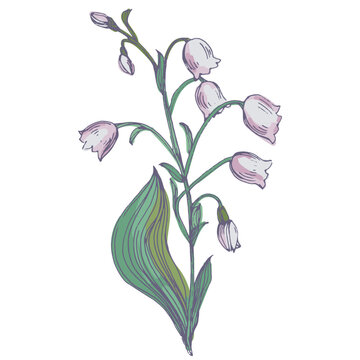 Beautiful lily of the valley flowers in spring garden, white Convallaria majalis blossoms with green leaves, delicate woodland floral background, seasonal spring nature