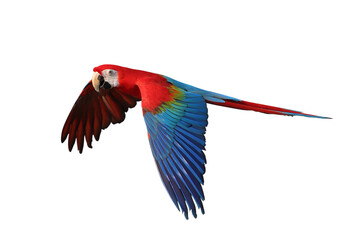 Fototapeta premium Colorful flying Ruby Macaw parrot isolated on transparent background png file