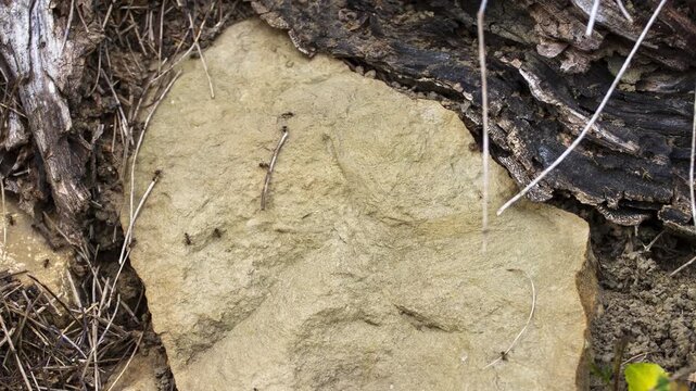 Tiny black ants crawling on a large flat stone in the forest