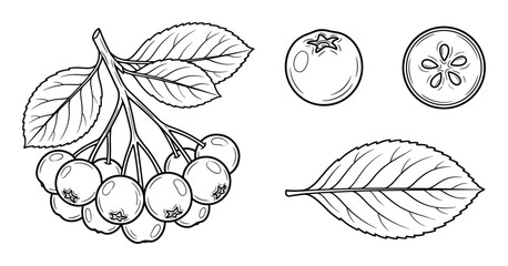 Aronia berries vector line art, cluster of berries with leaves, single berry, and slice © GoDesigner