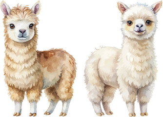 Naklejka premium Watercolor Alpaca Illustration, Cute Fluffy Farm Animal Clipart, Hand Painted Style, isolated on white background