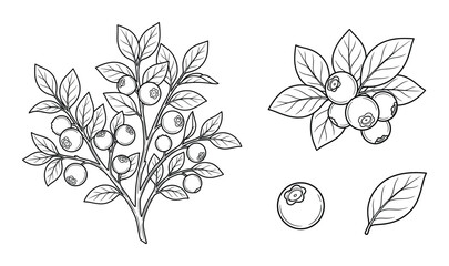 Blueberry bush and berry branch vector outline illustration set with leaves and fruit on background © GoDesigner