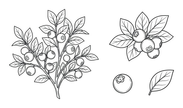 Blueberry bush and berry branch vector outline illustration set with leaves and fruit on background