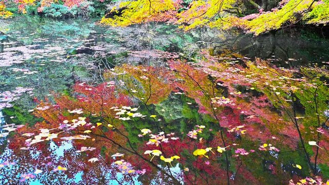 水面が描く、一期一会の抽象画。
「水面に浮かぶ色とりどりの落ち葉と、透き通った水の中に引き込まれるような深いリフレクション」
阿蘇市的石(隼鷹天満宮)（はやたかてんまんぐう)
A once-in-a-lifetime abstract painting created by the water's surface.