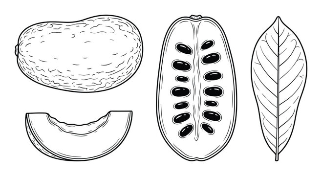 Cocoa pod fruit whole cut slice and leaf hand drawn sketch on transparent background