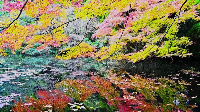 池に映り込むモミジと静かな水鏡
「静寂の池が映し出す、もう一つの紅葉風景」」
阿蘇市的石(隼鷹天満宮)
Maple leaves reflected in the pond, a tranquil mirror of water.
"Another autumn foliage scene reflected in the serene pond."