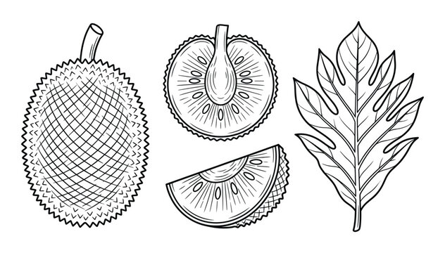 Jackfruit tropical fruit hand drawn line art illustration with cross section and leaf vector collection