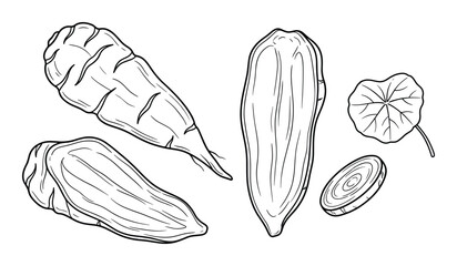 Root vegetables drawing set, oca, ulluco, ahipa, nasturtium leaf, traditional food collection