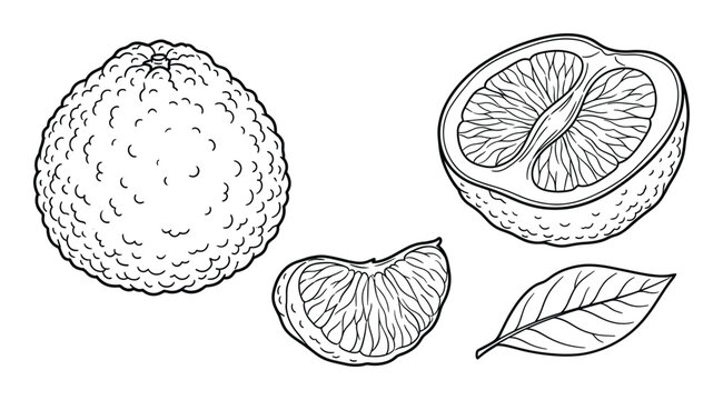Set of fresh bergamot orange with whole fruit cut in half quarter piece and green leaf