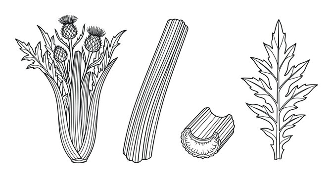 Set of thistle elements hand drawn vector illustration flower bloom stem leaves isolated black outline