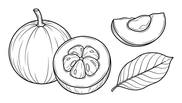 Star apple hand drawn vector illustration of whole fruit sliced halves and leaf in engraving style