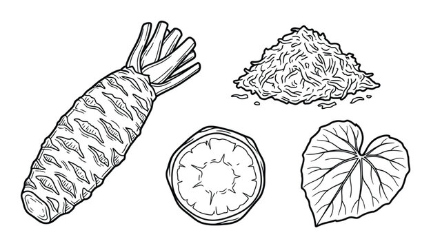 Wasabi root vector outline set including whole rhizome with grated pile and leaf on transparent back