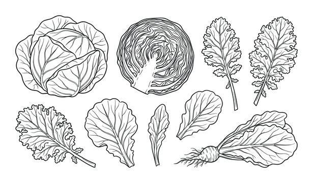 Vegetable set drawing, fresh natural collection, cabbage, kale, daikon radish, lettuce, swiss chard