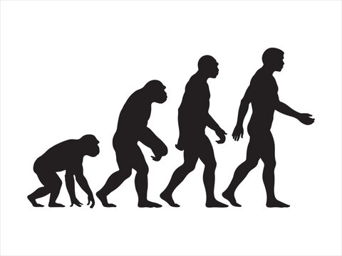 A black silhouette graphic depicting the gradual biological evolution of humans from primates Vector, illustration