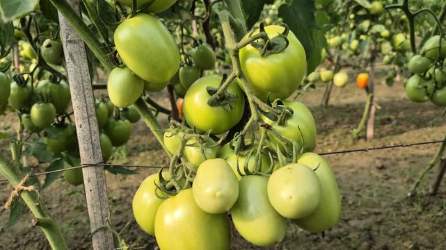 Cluster of Fresh Green Tomatoes Hanging on Vine - Organic Farming in Bangladesh