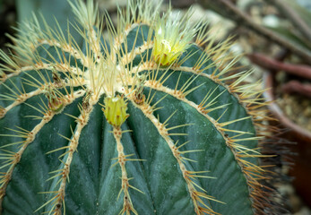 サボテンの棘 © risusha