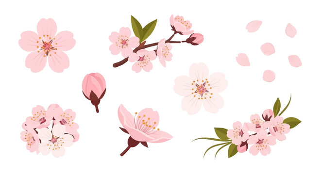 Set of Pink Cherry Blossom Vector Illustrations with Sakura Flowers, Branches, Buds, and Falling Petals on a Clean White Background for Spring Floral Design.
